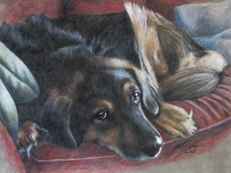 Portrait of dog